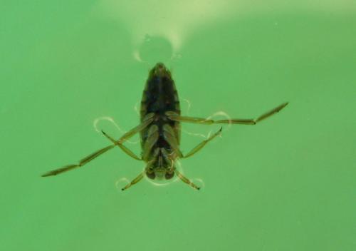 Réf. 3 261 : Notonecta sp.