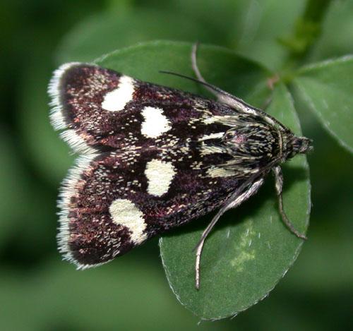 Réf. 3 251 : Eurrhypis pollinalis