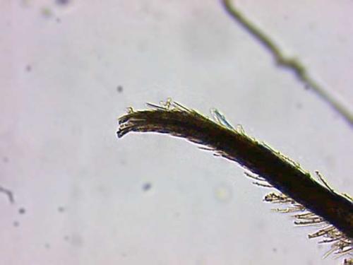 Réf. 3 294 : Seira domestica