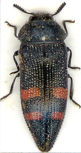 Réf. 3 945 : Acmaeodera pulchra