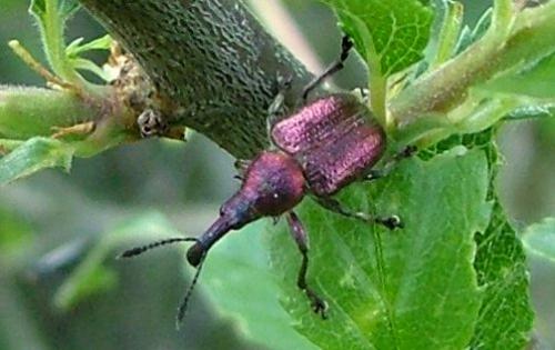 Rhynchites auratus