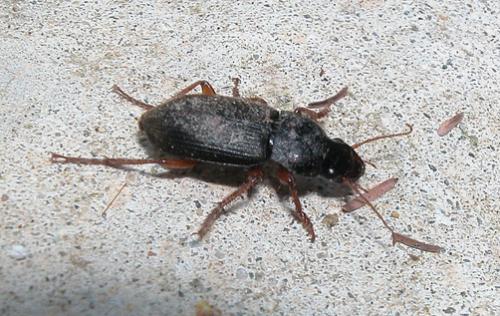 Pseudoophonus rufipes