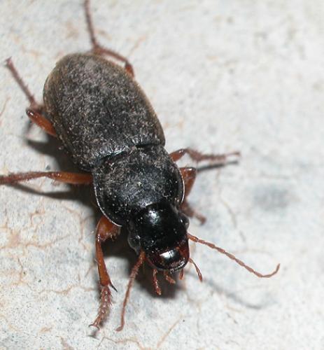Pseudoophonus rufipes