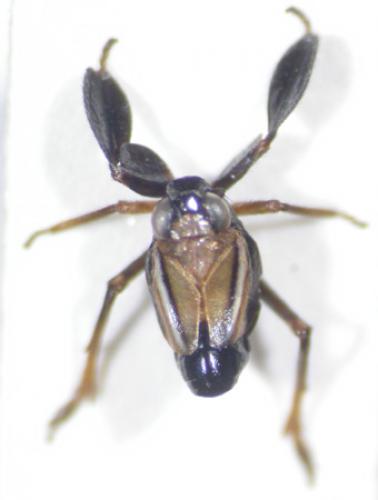 Réf. 3 736 : Caliscelis bonellii