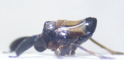 Réf. 3 737 : Caliscelis bonellii