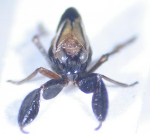 Réf. 3 738 : Caliscelis bonellii