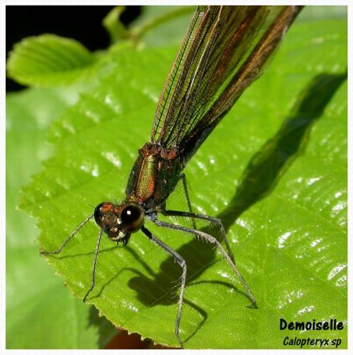 Calopteryx haemorrhoidalis
