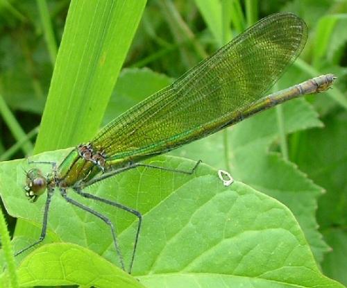Calopteryx splendens