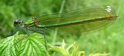Calopteryx splendens