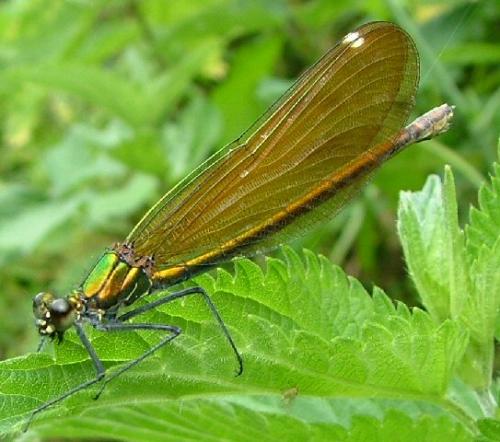 Calopteryx virgo