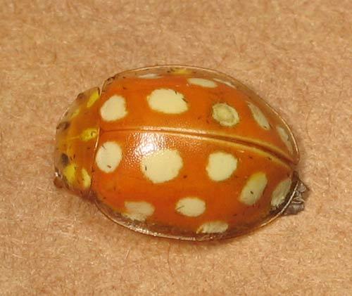 Halyzia sedecimguttata