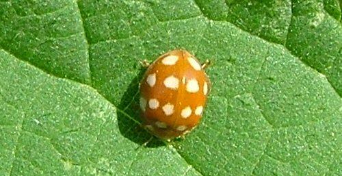 Calvia quatuordecimguttata
