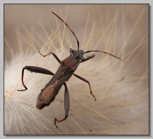 Camptopus lateralis