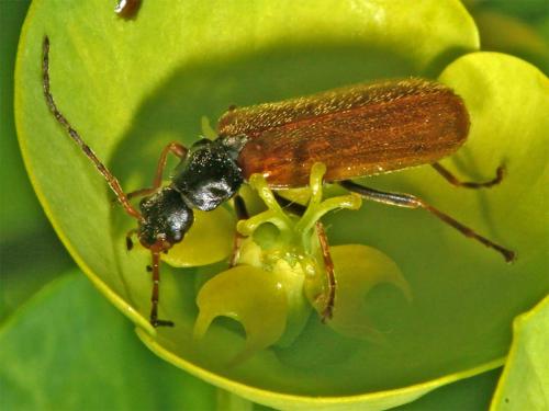 Rhagonycha sp.