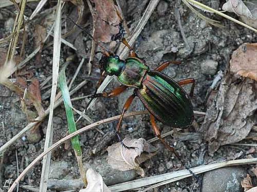 Carabus auratus
