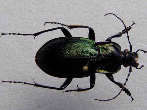 Carabus nemoralis