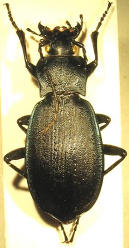 Carabus roseri