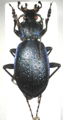 Carabus sp.