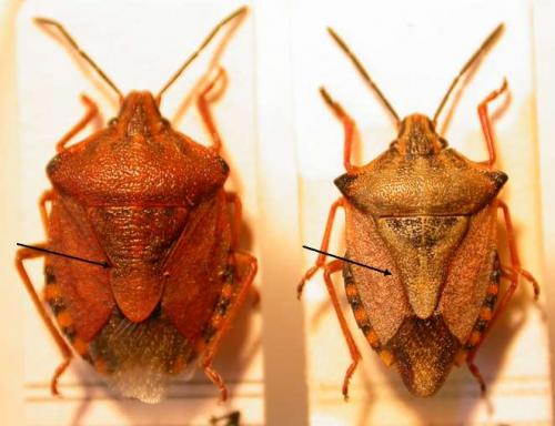 Carpocoris divers