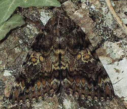 Catocala sponsa