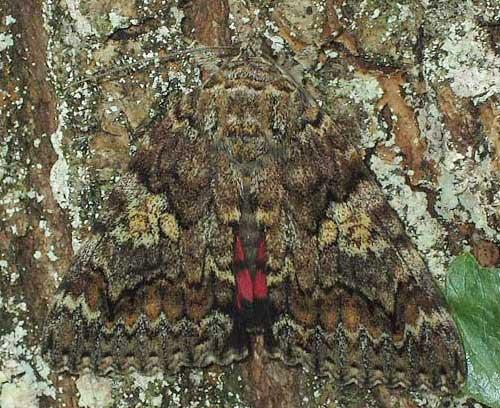 Catocala sponsa