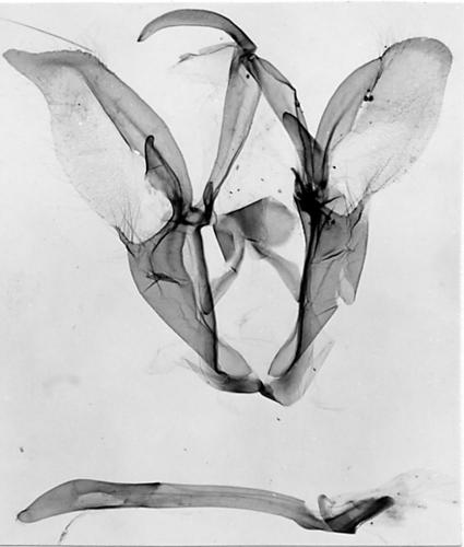 Catocala coniuncta
