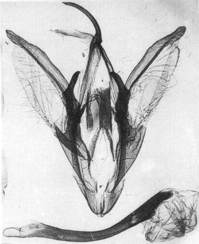 Réf. 3 777 : Catocala optata