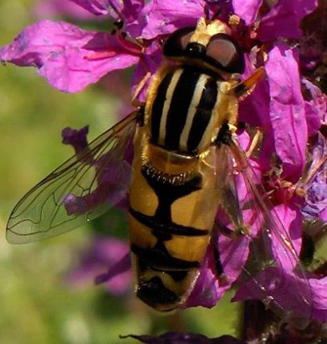 Réf. 3 932 : Helophilus trivittatus