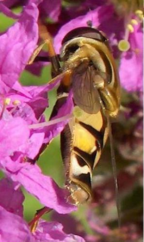 Helophilus trivittatus