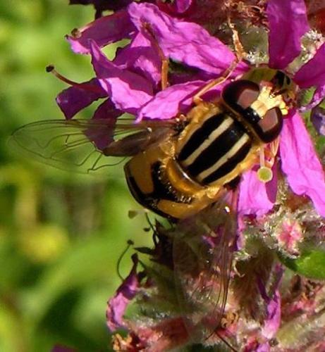 Réf. 3 934 : Helophilus trivittatus