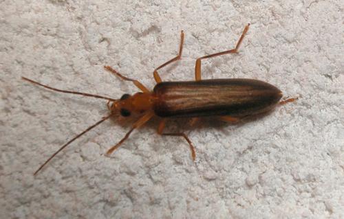 Nacerdes carniolica atlantica