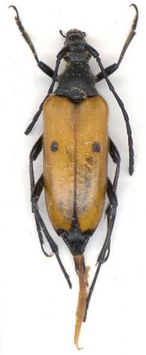 Nustera lindbergi