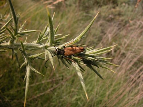 Stictoleptura rubra