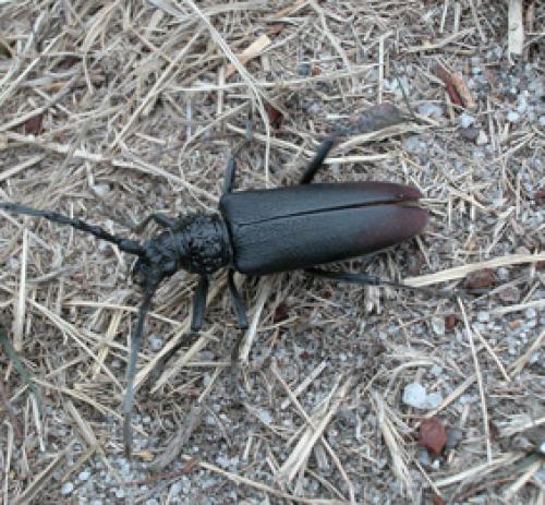 Cerambyx cerdo