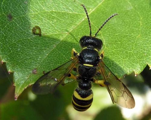 Cerceris arenaria