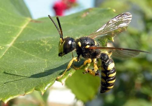 Cerceris arenaria