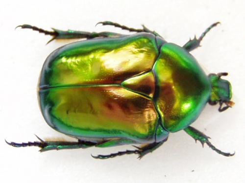 Cetonischema speciosissima