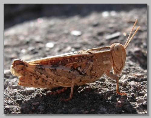 Calliptamus sp.