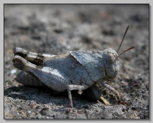Réf. 3 253 : Oedipoda sp.
