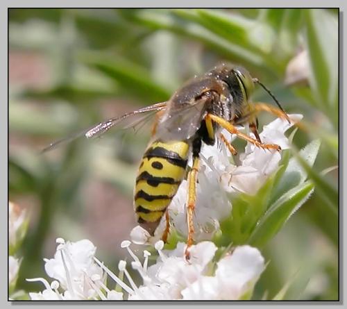 Réf. 3 534 : Bembix oculata