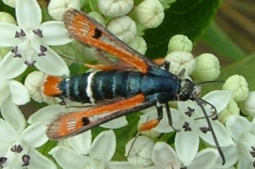 Réf. 3 627 : Pyropteron chrysidiformis