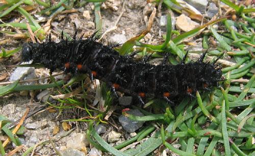 Argynnis aglaja