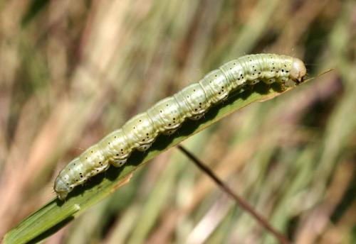 Eremobia ochroleuca