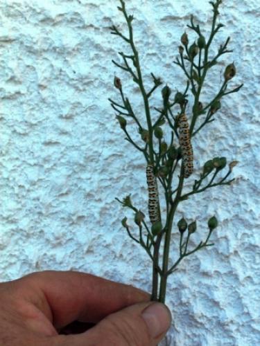 Cucullia scrophulariae
