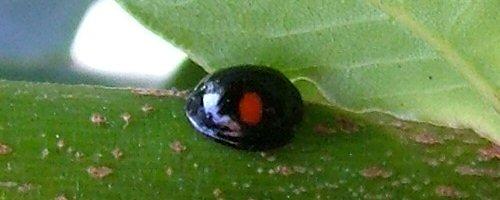 Réf. 3 401 : Chilocorus renipustulatus