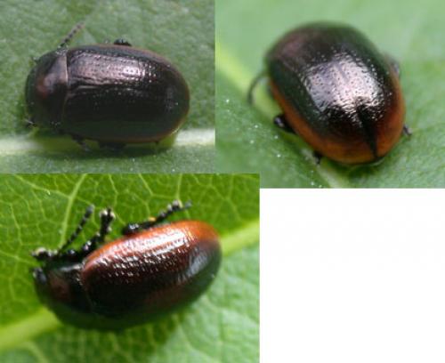 Réf. 3 248 : Chrysolina marginata
