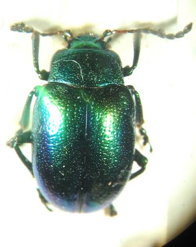 Chrysolina fastuosa