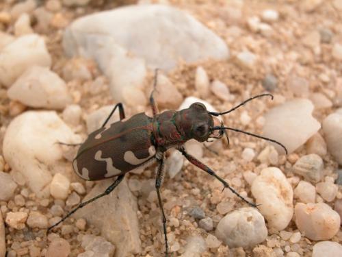 Réf. 3 117 : Cicindela hybrida