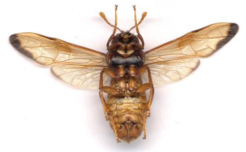 Réf. 3 715 : Cimbex sp.