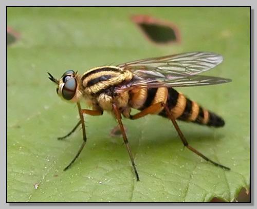 Thereva aurata